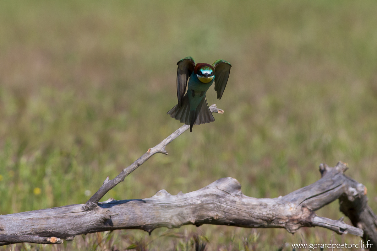Bee eater 58